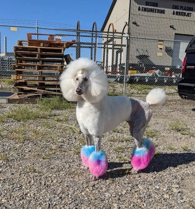 Poodle Brushing Bundle-Scented