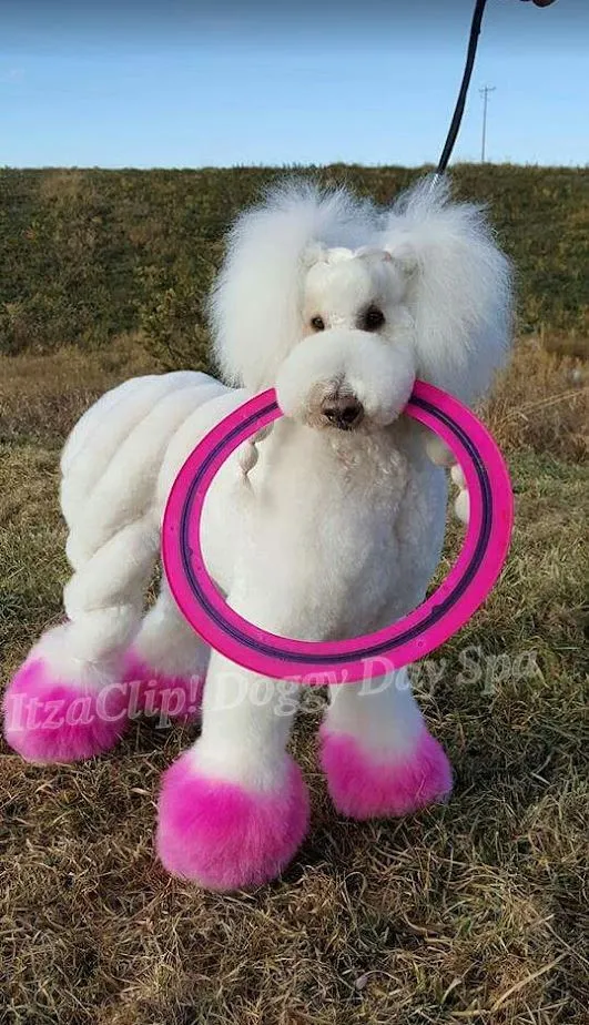 Poodle Brushing Bundle-Scented