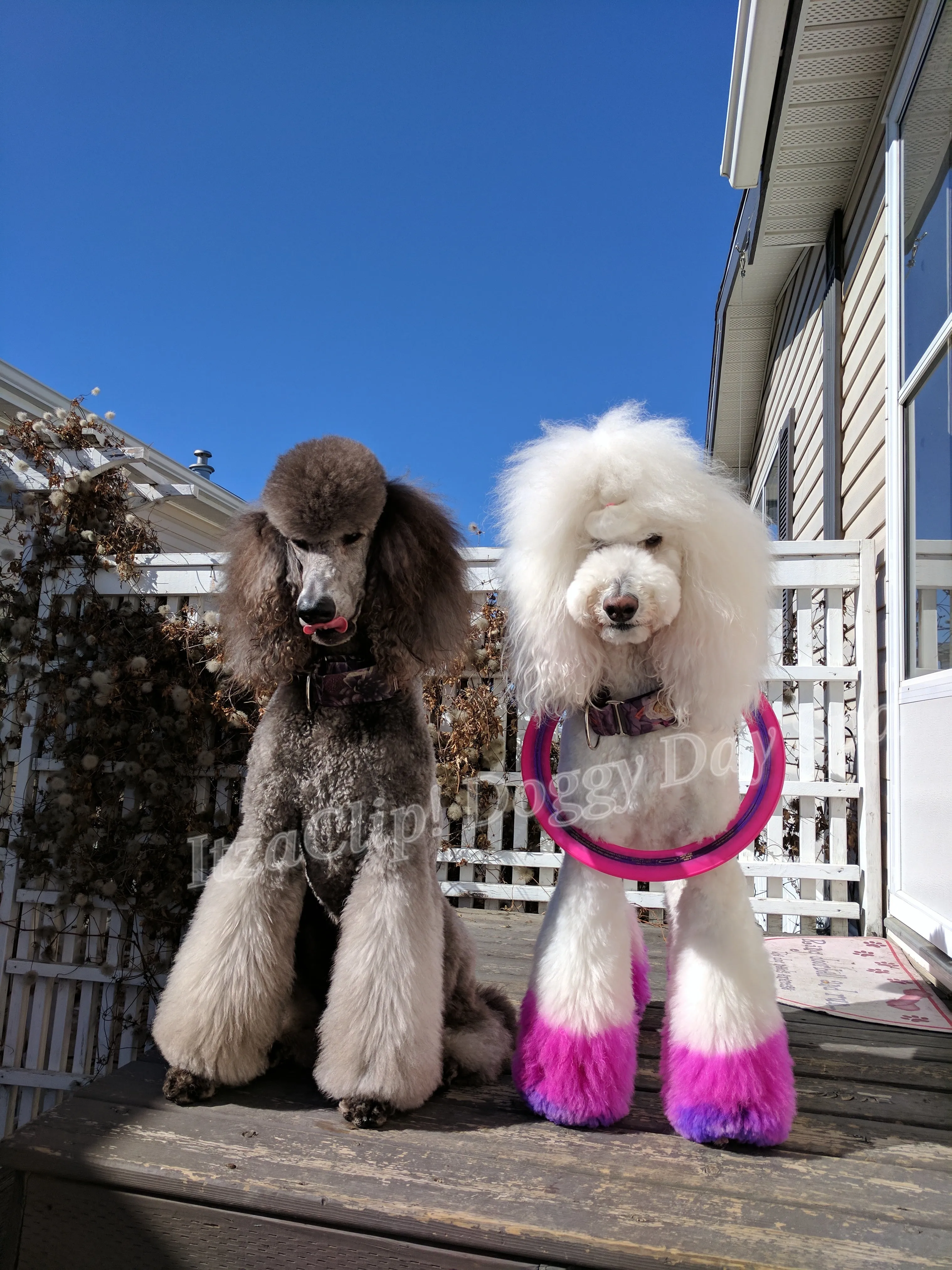 Poodle Brushing Bundle-Scented